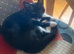 5 month old male kitten