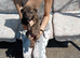 Lovely  full lurcher puppies
