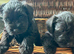 Miniture schnauzer pups 4 gailrs 2 boys