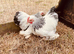 Columbian Pekin girl