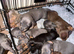 Baby sausage dogs