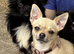 Female chihuahua