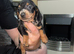 Ready to go Miniature dachshund girl