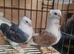 young beautiful german owl pigeon