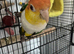 Lovely white belly caique