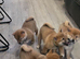 Gorgeous Shibas