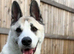 Benji - Akita cross Staffy