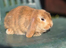 READY NOW! 9 week old female Baby Bunnies