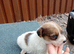 5 beutyful jack russle puppys