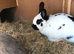 2 female rabbits