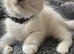ragdoll kittens