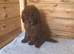 Stunning miniature poodle puppies for sale