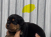 Rottweiler puppies