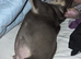 7 month old Male frenchie
