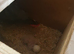 Proven grey pair