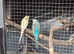 Pair of budgies