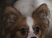 Red sable and white male papillon