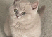 GORGEOUS LILAC GCCF REGISTERED BOY