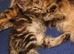 Beautiful Bengal cross kitten for new home