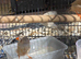 This year mixed Zebra finches