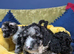 Miniature Poodle Puppies (Blue Merl & Black)