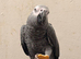 Rodney the vocal grey