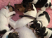 1 STUNNING BOY LEFT Gorgeous Litter Of Traditional Jack Russell Puppies 4 Boys 1 Girl