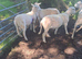Lleyn Ram 16 Months Old Looking for New Home