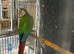 Conure for sale