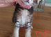 Beautiful kittens