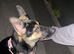 Female German shepherd