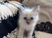Beautiful Ragdoll kittens