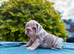Beautiful English bulldogs ready to leave!