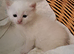 Sweet Litter of Fluffy Mixed Breed Kittens - Ready to Reserve:)