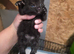 4 chunky boy kittens