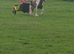 13hh ride and drive gelding