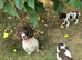 Springer Spaniel puppies for sale