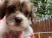 Toy Cavapoo x