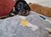 Miniature longhaired Dachshund puppies