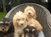 Beautiful litter of cockerpoos