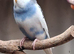 Baby budgies