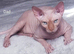 GORGEOUS SPHYNX KITTENS GIRLS AND BOYS