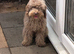 Toy Labradoodles