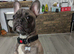 Her is my stunning male french bulldog