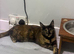 Maine coon cross girl