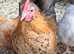 Young Serama cockerels and fertile eggs