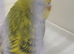 BEAUTIFUL BABY BUDGIE HEN RING NUMBER 53 2026 BRED