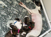 Stunning whippet pupies
