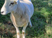 Lleyn Breeding Rams Ready To Work