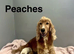 Peaches lovely lemon white cockapoo girl and boy available